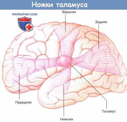 Ножки таламуса