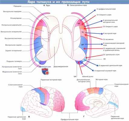 Ядра таламуса и их проводящие пути