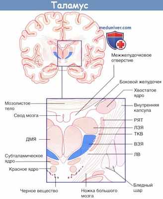 Ядра таламуса и их проводящие пути