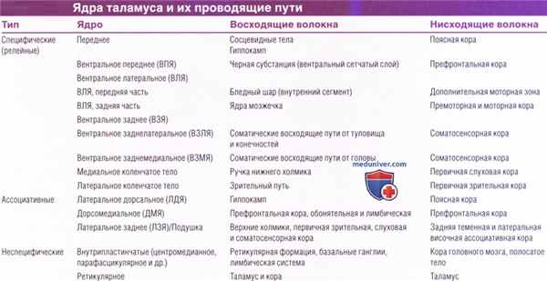 Ядра таламуса и их проводящие пути