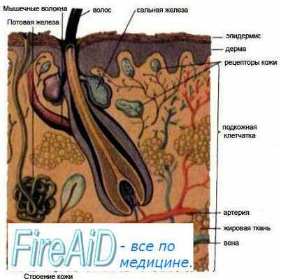 Температурная чувствительность. Тепловые рецепторы. Холодовые рецепторы.