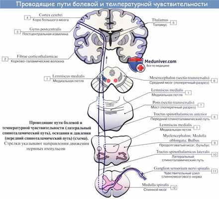 Температурная чувствительность. Тепловые рецепторы. Холодовые рецепторы.