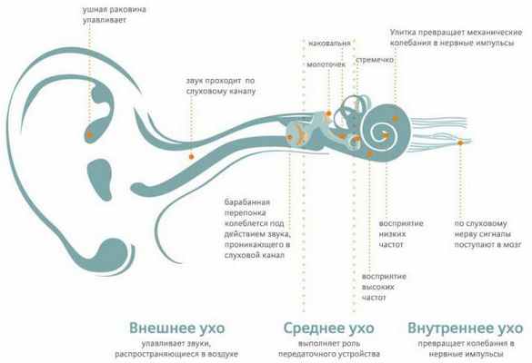 ухо анатомия строение