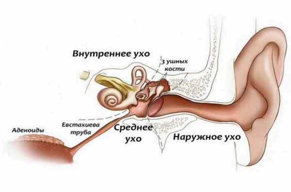 анатомия уха человека