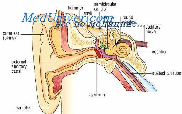 функционирование улитки