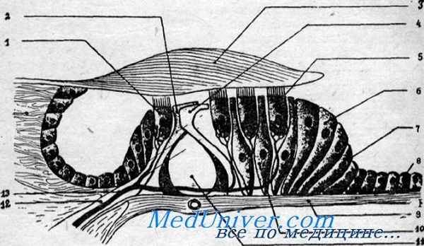 теория слуха