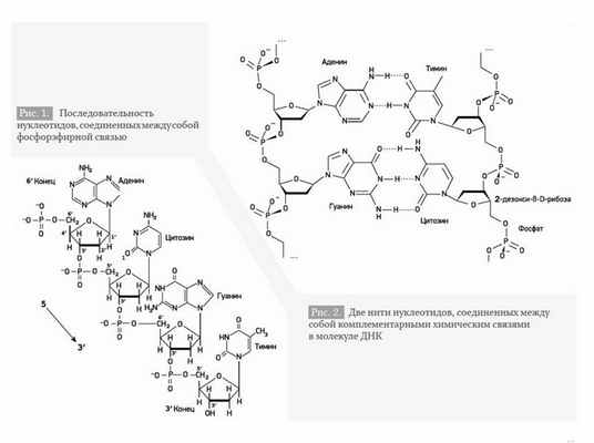 Генетика. Основные понятия и диагностика