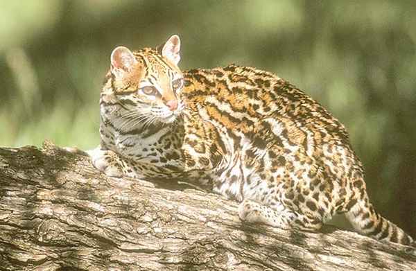 Ученые собирают цифровую библиотеку ДНК всех живых существ на Земле