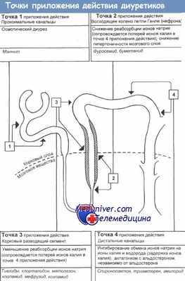 Точки приложения механизма действия диуретиков