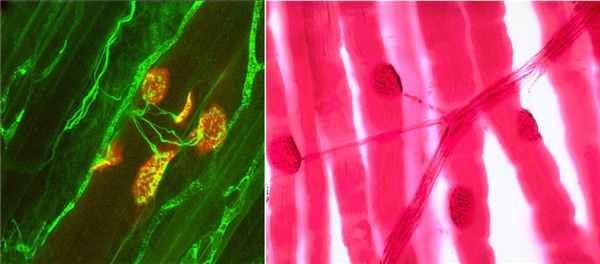 Neuromuscular_junction