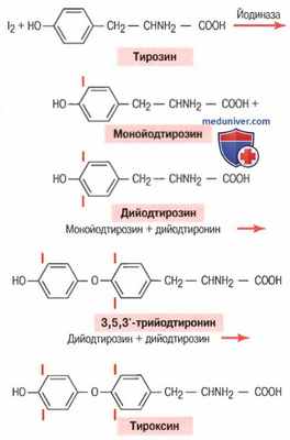 Тиреоглобулин. Образование и секреция тиреоглобулина