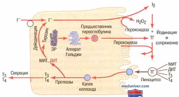 Тиреоглобулин. Образование и секреция тиреоглобулина
