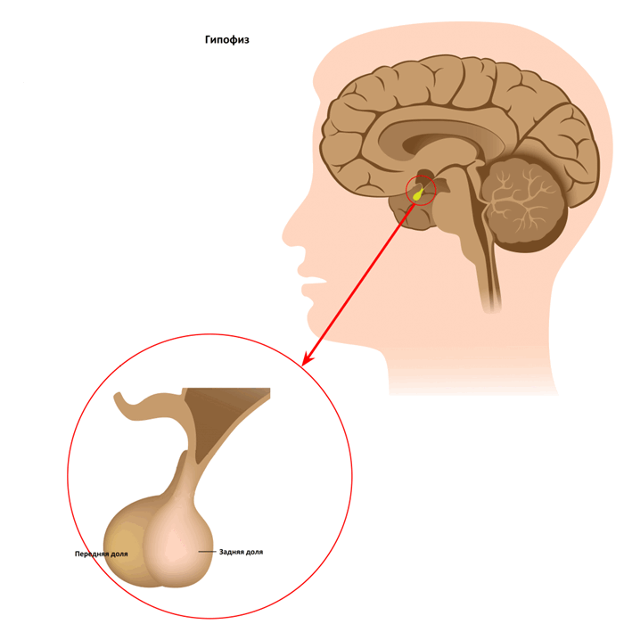 гипофиз.png