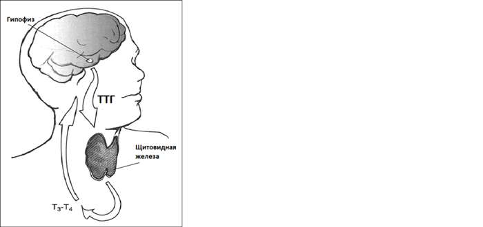 обратная свзяь.png