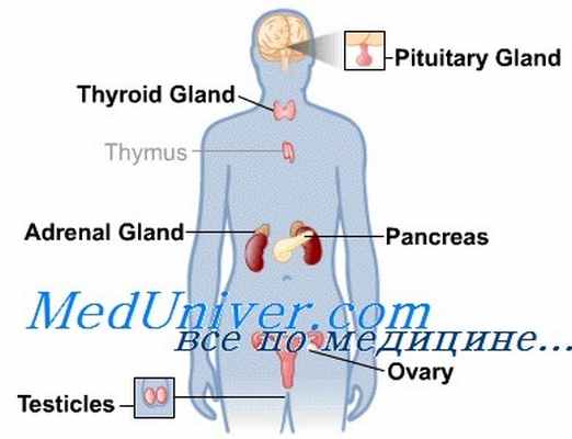 тиреотропный гормон