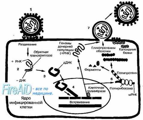 Тогавирусы. Репродукция тогавирусов. Ретровирусы. Репродукция ретровирусов.