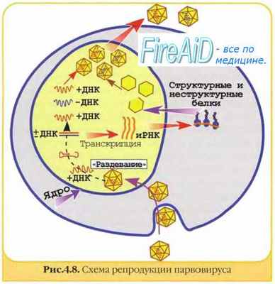 натуральная оспа тельца