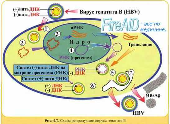 Репродукция ДНК-вирусов. Репликативный цикл ДНК-содержащих вирусов. Репродукция паповавирусов. Репродукция аденовирусов.
