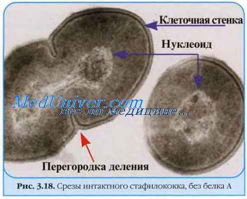 Токсины золотистого стафилококка. Мембранотоксины ( стафилолизины, гемолизины ). Эксфолиатины