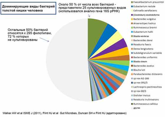 Доминирующие виды бактерий толстой кишки. Получено с помощью анализа гена 16S pРНК