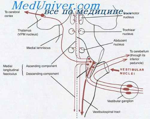 тонические рефлексы