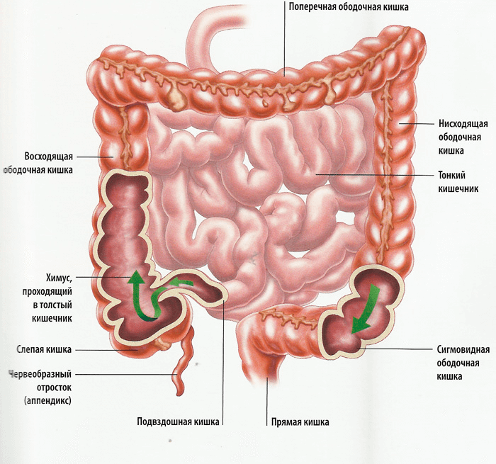 Строение толстого кишечника