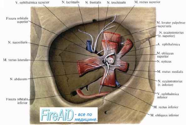 Анатомия глазодвигательных мышц