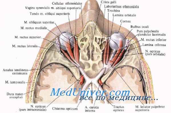Анатомия глазодвигательных мышц