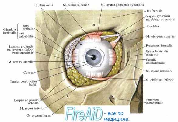 Анатомия глазодвигательных мышц