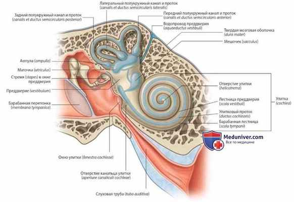Внутреннее ухо: анатомия, топография