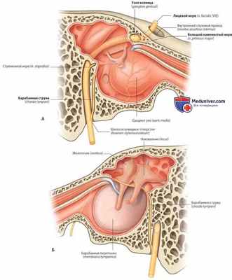 Внутреннее ухо: анатомия, топография