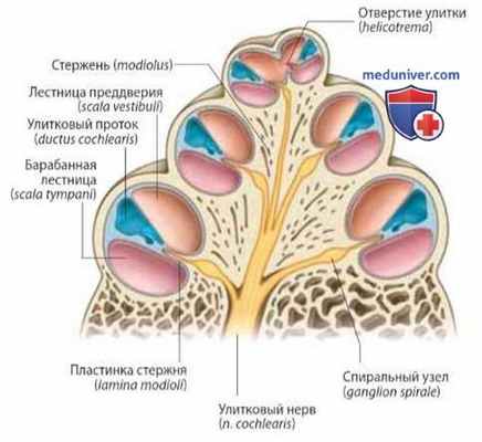 Внутреннее ухо: анатомия, топография