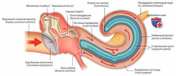 Внутреннее ухо: анатомия, топография