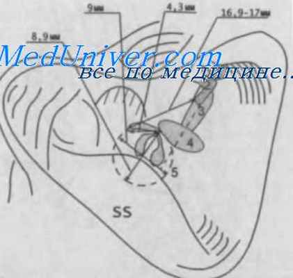 эндолимфатический проток