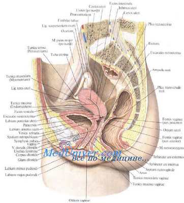 Топография матки. Матка. Связки матки.