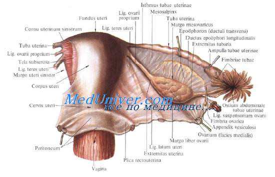 Топография матки. Матка. Связки матки.
