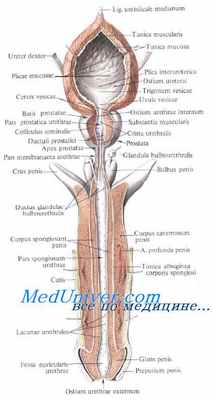 Топография полового члена. Половой член. Пенис