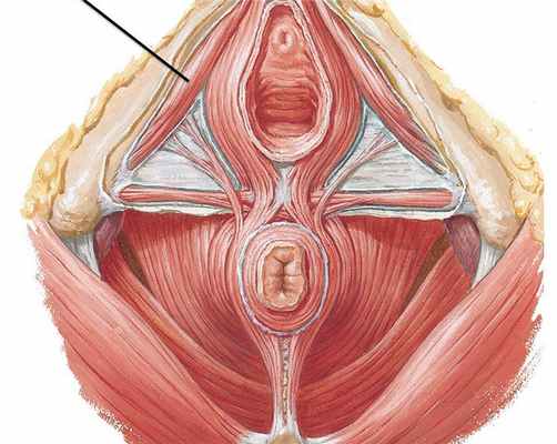 Мышцы промежности