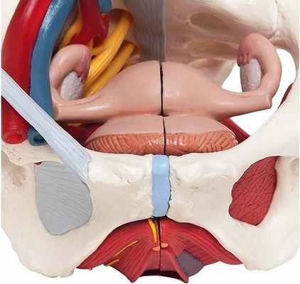 Строение промежности