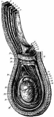 Рис. 132. Оболочки яичка (по Кишш - Сентаготаи). 1, 14 - кожа; 2 - фасция наружной косой мышцы живота; 3 - наружная косая мышца живота; 4 - внутренняя косая мышца живота; 5 - поперечная мышца живота; 6 - поперечная фасция; 7 - брюшина; 8 - яичковая артерия и лозовидное венозное сплетение; 9, 10, 12 - сосуды и нервы семенного канатика и яичка; 11 - семявыносящий проток; 13 - семенной канатик; 15 - мясистая оболочка; 16, 27 - наружная семенная фасция; 17 - фасция мышцы, подвешивающей яичко; 18, 26 - мышца, подвешивающая яичко; 19, 25 - внутренняя семенная фасция; 20 - яичко; 21 - пристеночная пластинка влагалищной оболочки яичка; 22 - внутренностная пластинка влагалищной оболочки яичка; 23 - влагалищная полость; 24 - придаток яичка