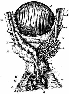 Рис. 131. Мочевой пузырь, семенные пузырьки и предстательная железа. 1 - мочевой пузырь; 2 - брюшина (частично отрезана); 3, 20 мочеточники; 4 - семявыносящий проток; 5, 19 - ампулы семявыносящих протоков; 6, 18 - семенные пузырьки; 7 - выводной проток семенного пузырька; 8 - семявыбрасывающий проток; 9 - правая доля предстательной железы; 10 - семенной бугорок; 11 - предстательная часть мочеиспускательного канала; 12 - перепончатая часть мочеиспускательного канала; 13 - луковичная часть мочеиспускательного канала; 14 - нижняя фасция мочеполовой диафрагмы; 15 - глубокая поперечная мышца промежности; 16 - верхняя фасция мочеполовой диафрагмы; 17 - край отсеченной мочеполовой диафрагмы