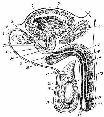 Рис. 130. Мужские половые органы. 1 - семявыносящий проток; 2 - семенной пузырек; 3 - ампула семявыносящего протока; 4 - полость мочевого пузыря; 5 - брюшина, покрывающая стенку мочевого пузыря; 6 - симфиз; 7 - мочеиспускательный канал; 8 - губчатое тело; 9 - кавернозное тело; 10 - привесок яичка; 11 - головка полового члена; 12 - крайняя плоть; 13 - ладьевидная ямка; 14 - мошонка; 15 - яичко; 16 - придаток яичка; 17 - придаток привеска яичка; 18 - луковица полового члена; 19 - луковичная железf мочеиспускательного канала и ее проток; 20 - предстательная железа; 21 - предстательная маточка; 22 - семявыбрасывающий проток
