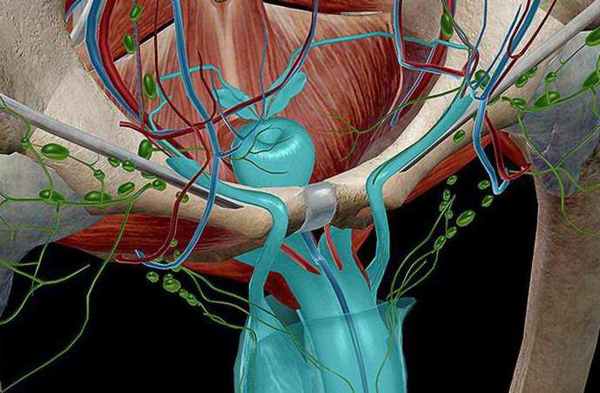 длина семявыносящего протока 