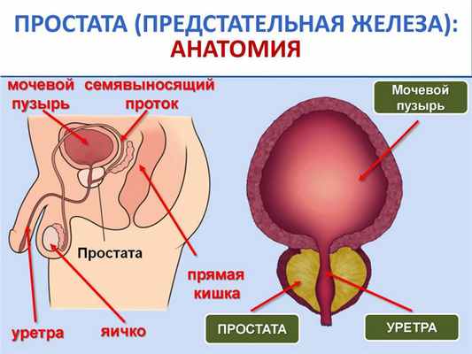 Простата: строение, функции и специфические особенности