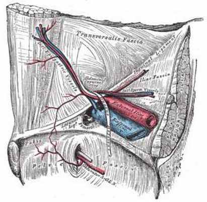 строение семявыносящего протока 