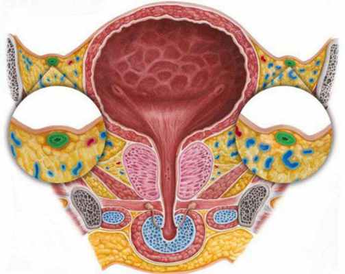 семявыносящий проток фото 