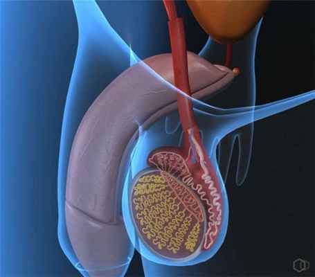 Увеличение яичка у мужчин: причина заболевания, симптомы и особенности терапии