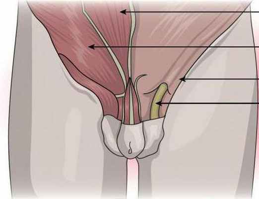 Киста семенного канатика у мальчика: возможные причины, фото, терапия, операция, отзывы, последствия