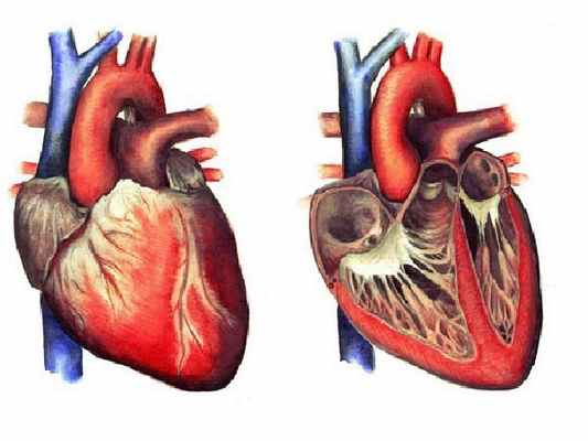 Где находится сердце у человека