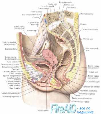 Топография влагалища